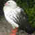 Andean Goose